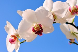 世界举重青训营康复训练教材与导师视频第二批更新，世界举重协会