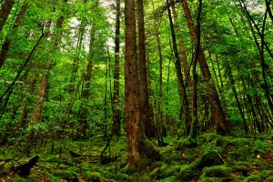 世界举重女子发展论坛：资源倾斜提升项目竞争力，世界女子举重新赛事